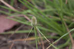 Fragrant spikesedge